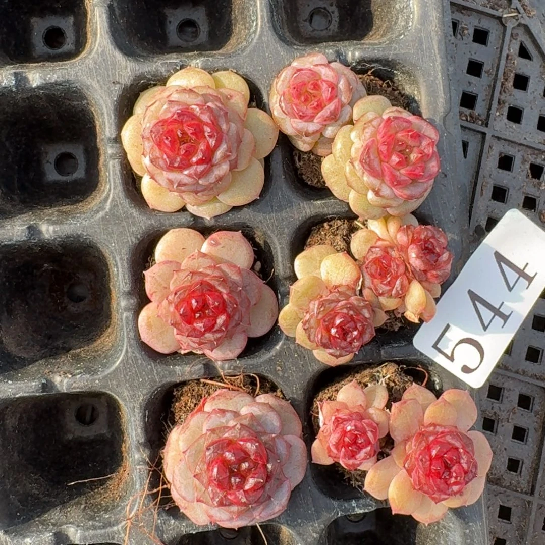 多肉植物多肉植物544