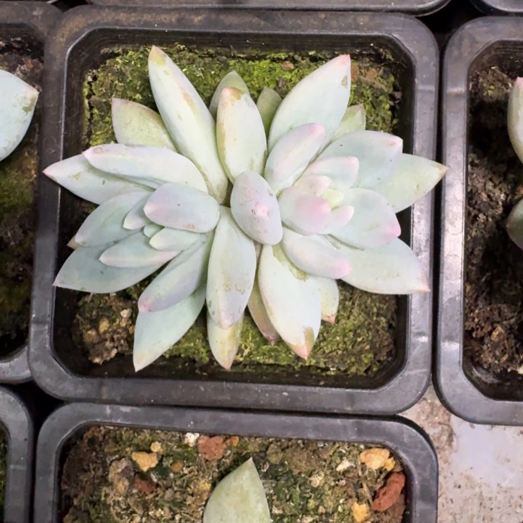 伊丽莎白 双头 一物一拍