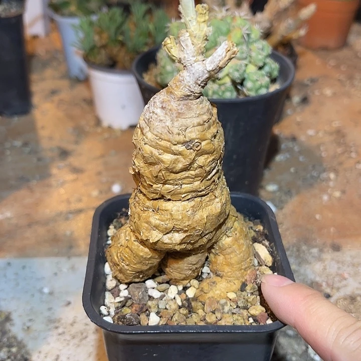 无花朵实生格尔格块根一物一拍
