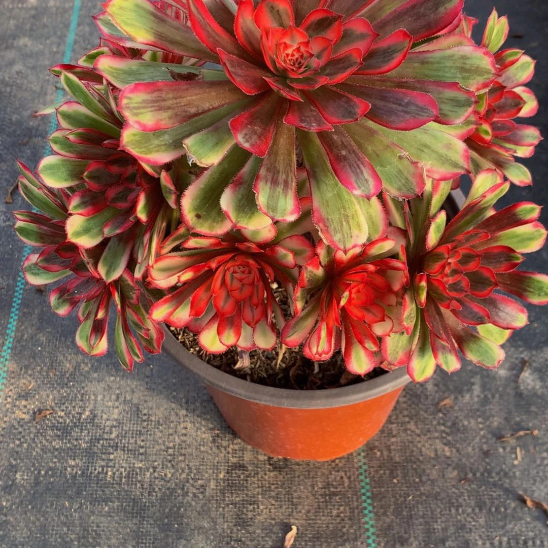 天****）白月光46000000