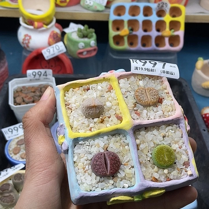 997大舅生石花肉锥