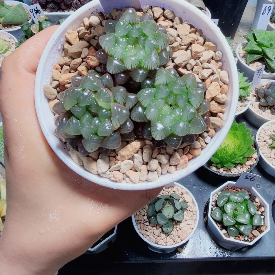 粉姬玉露多肉植物6666