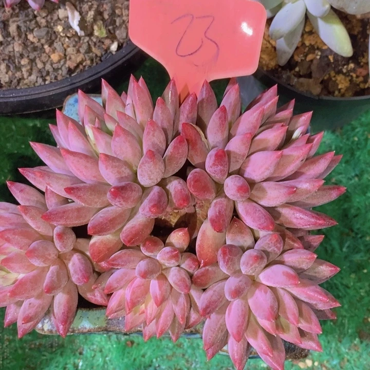 在家干的话把衣服脱