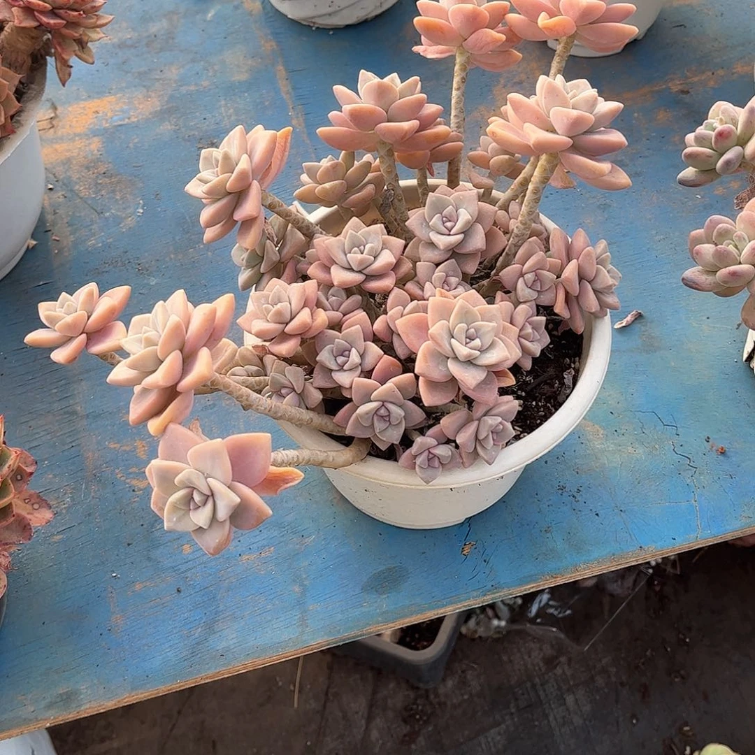 宣*杏美人多肉植物103