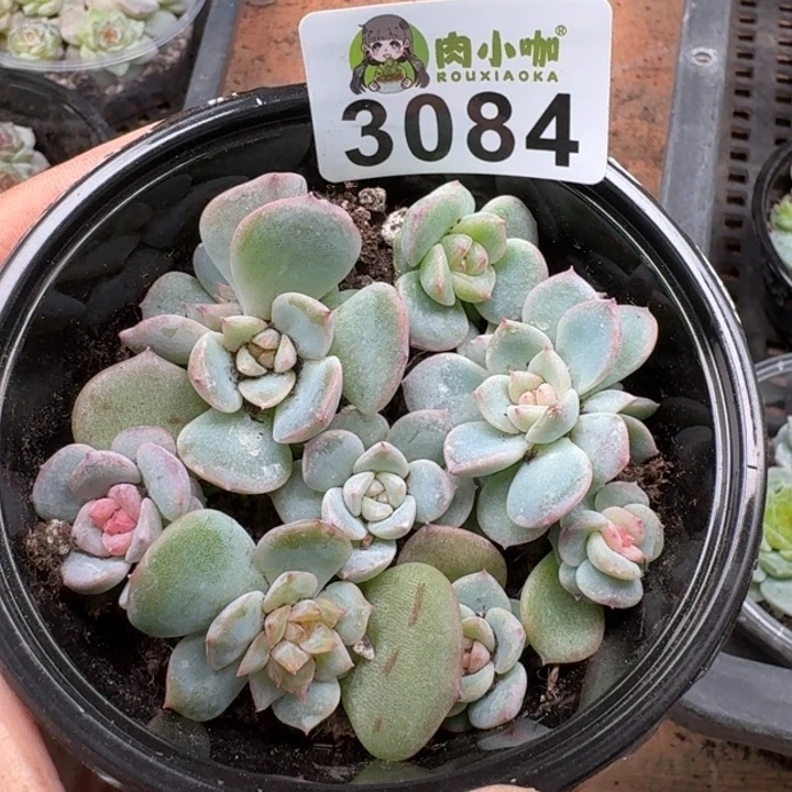 多肉植物多肉植物