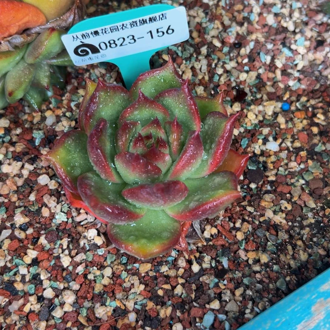 飞**天多肉一物一拍0823-156