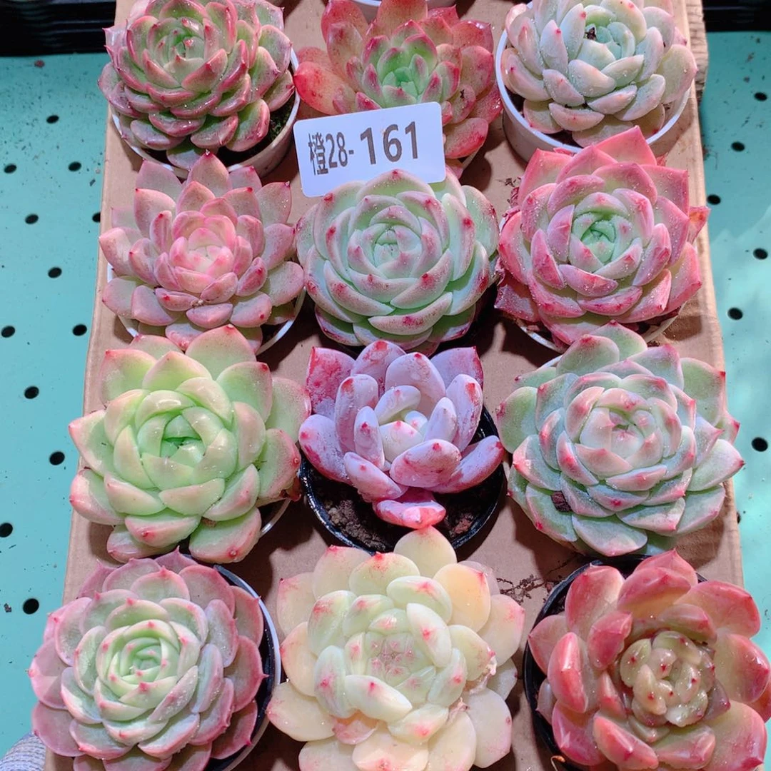 28-161一物一拍多肉带盆18颗