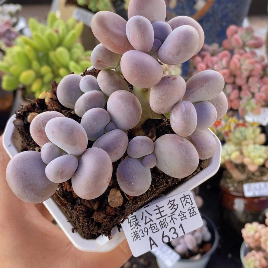 奶酪10cm631多肉植物