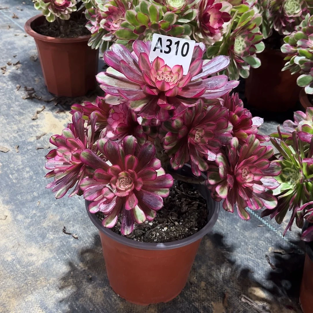 多肉植物白月光310多肉