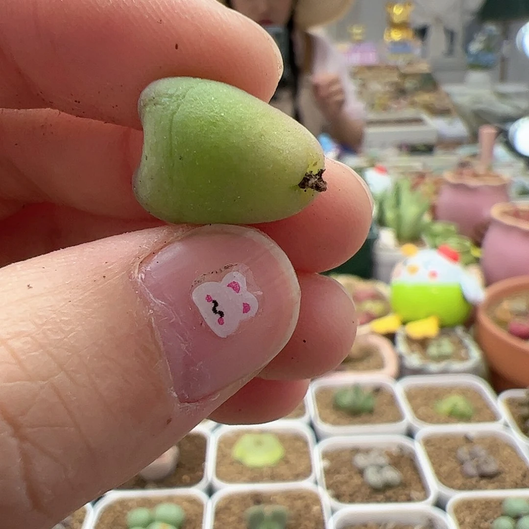 【闪购商品】78 开播福利