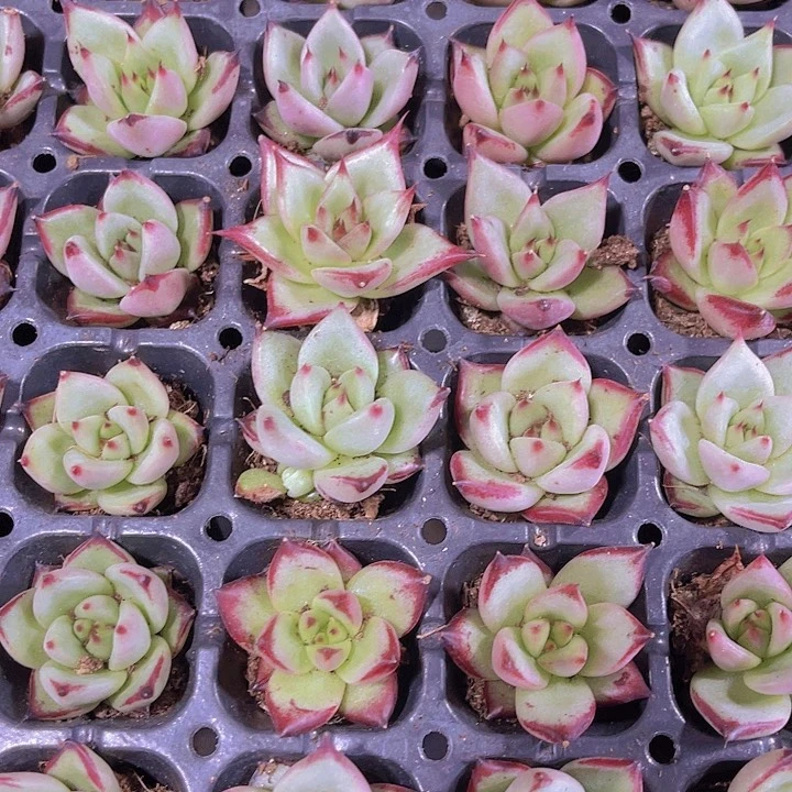 精品乌木多肉植物