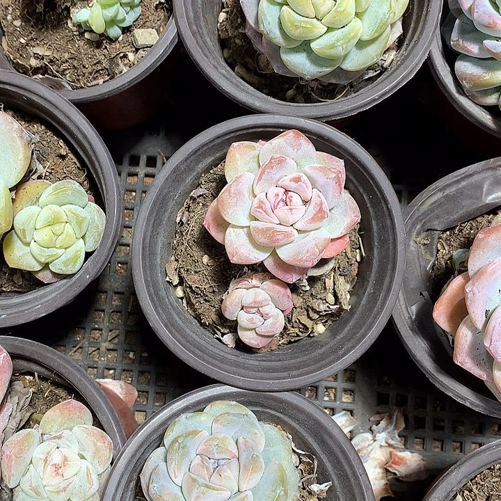 星影多肉植物哈哈42