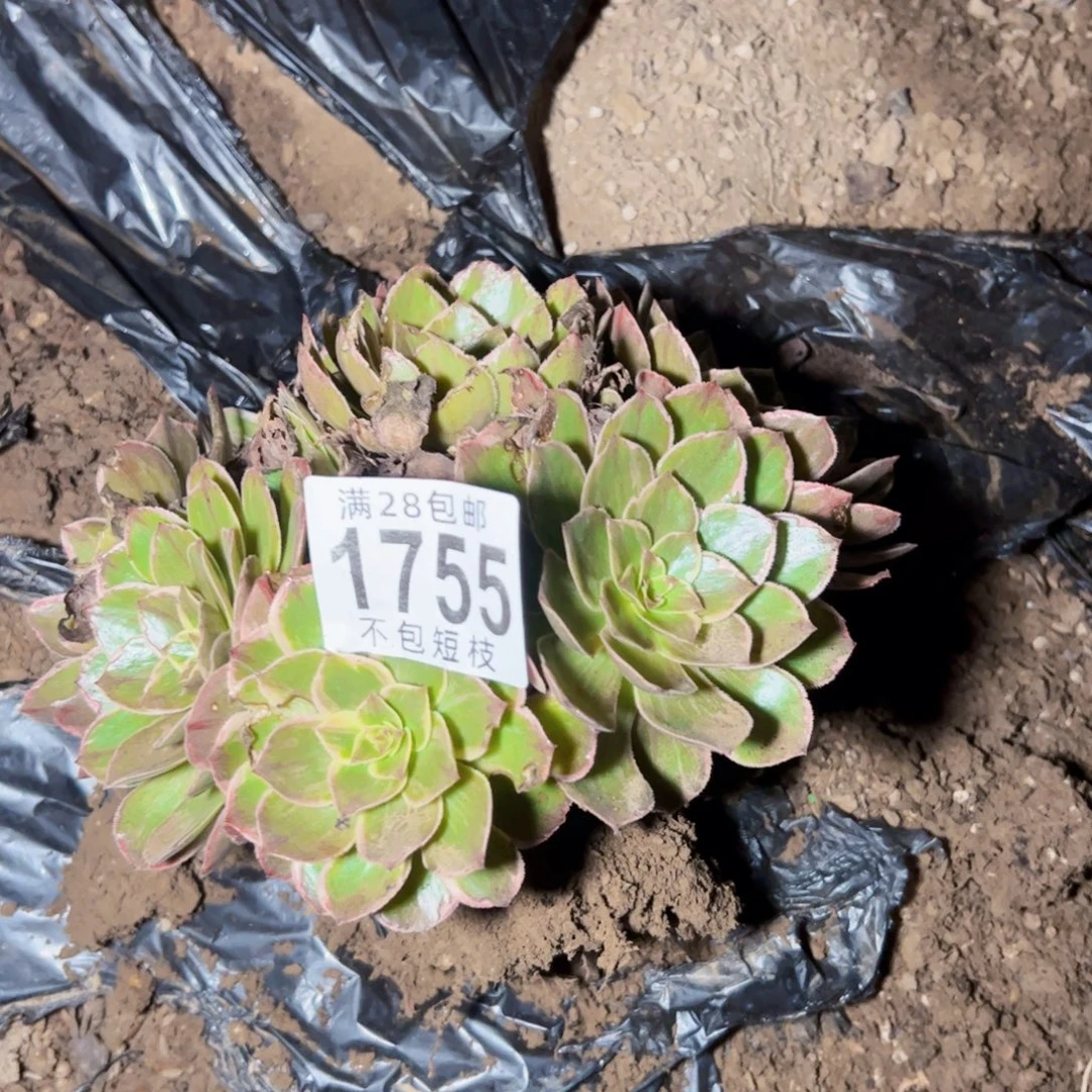 1755多肉植物法师法师
