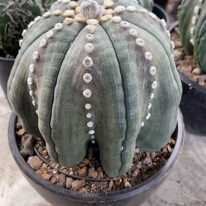 仙人球开花仙人球上