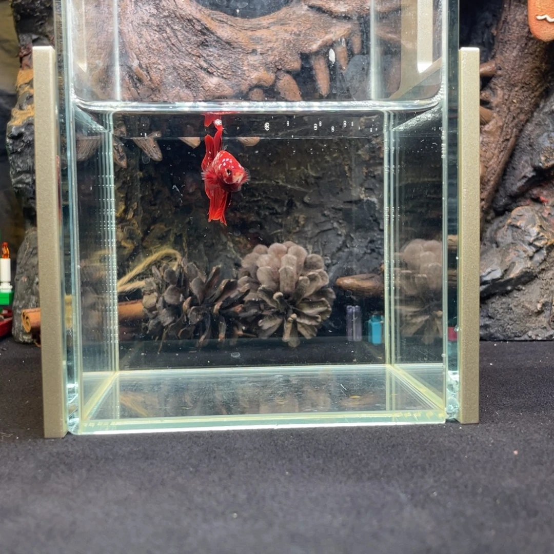 斗鱼鱼次元一月三日竞价