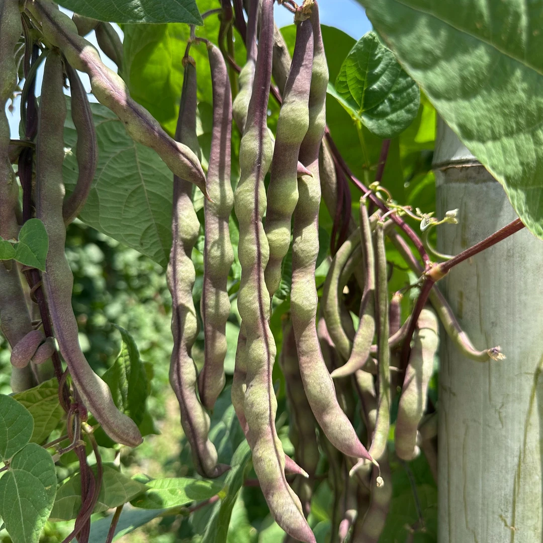 重庆潼南无公害种植农家自种老品种紫皮四季豆