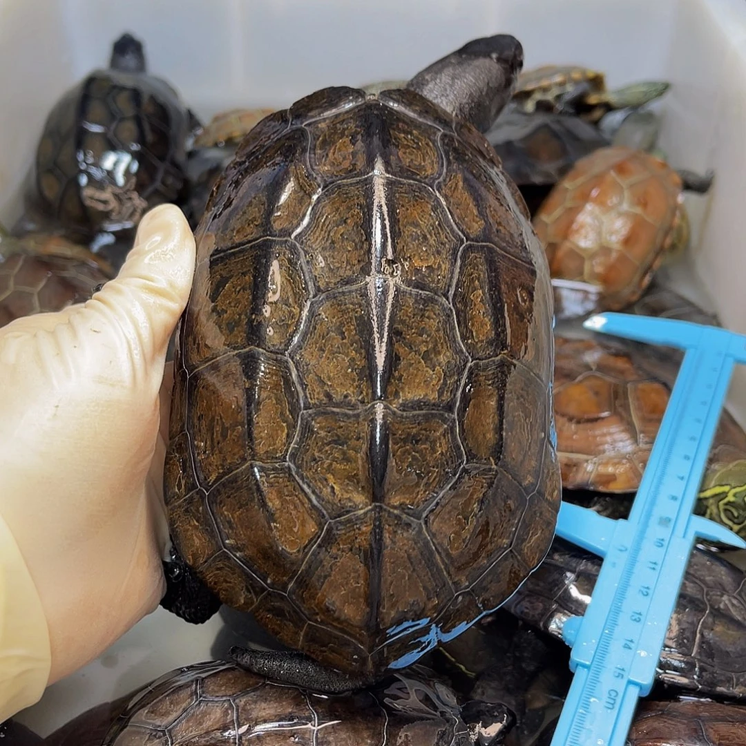 秀***色中华草龟公母搭配