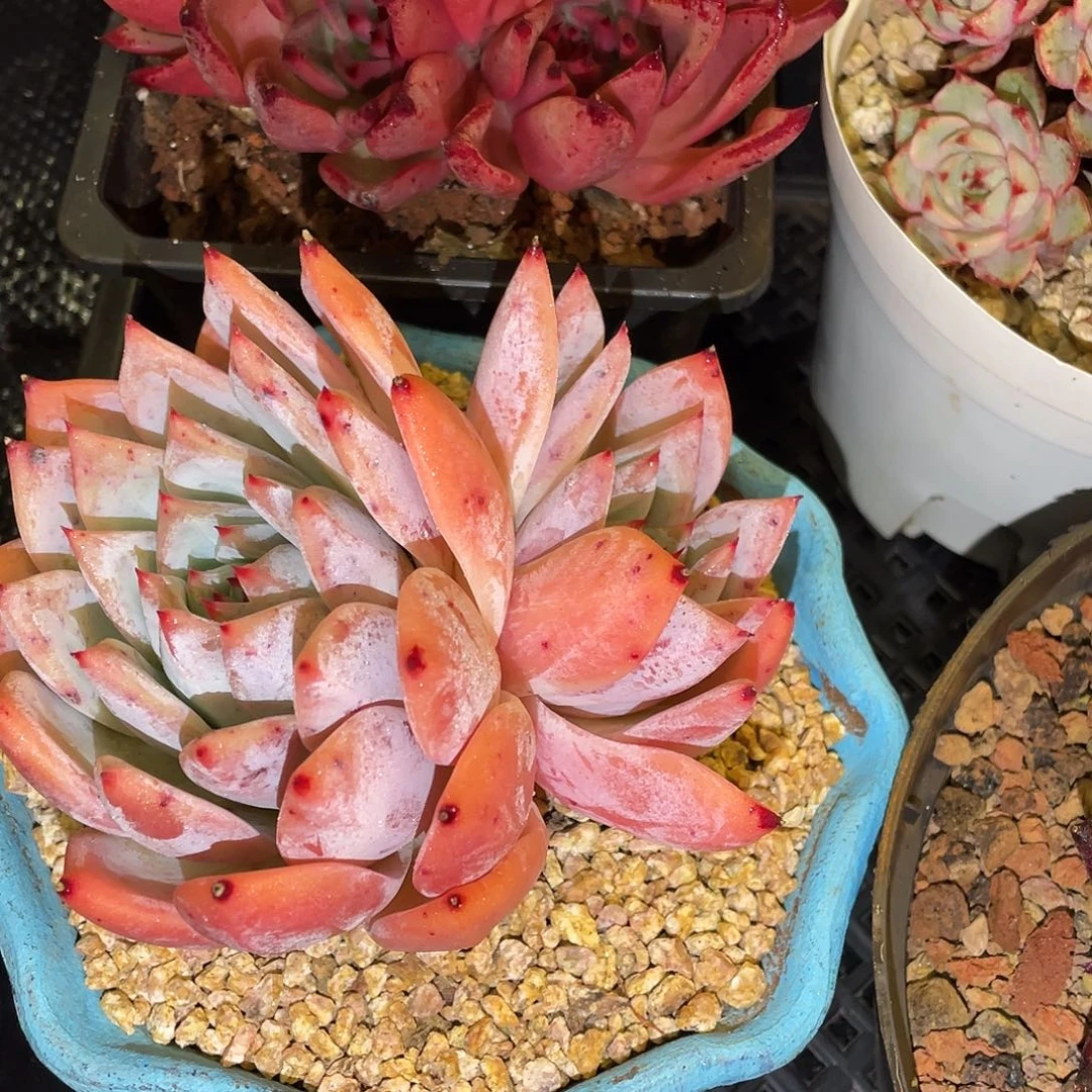 多肉植物一物一拍