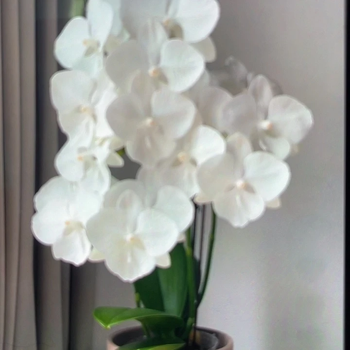蝴蝶兰白天鹅3.0成熟苗