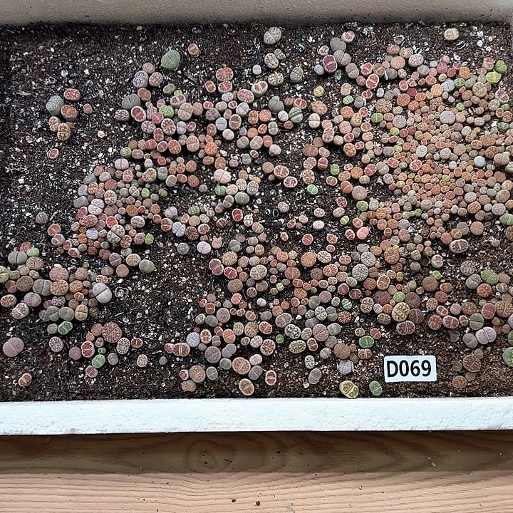 D069 生石花整箱脱土包邮