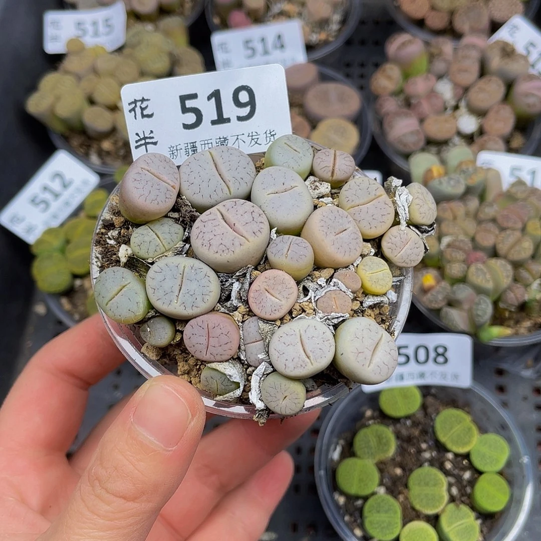 519000000花花花花花花