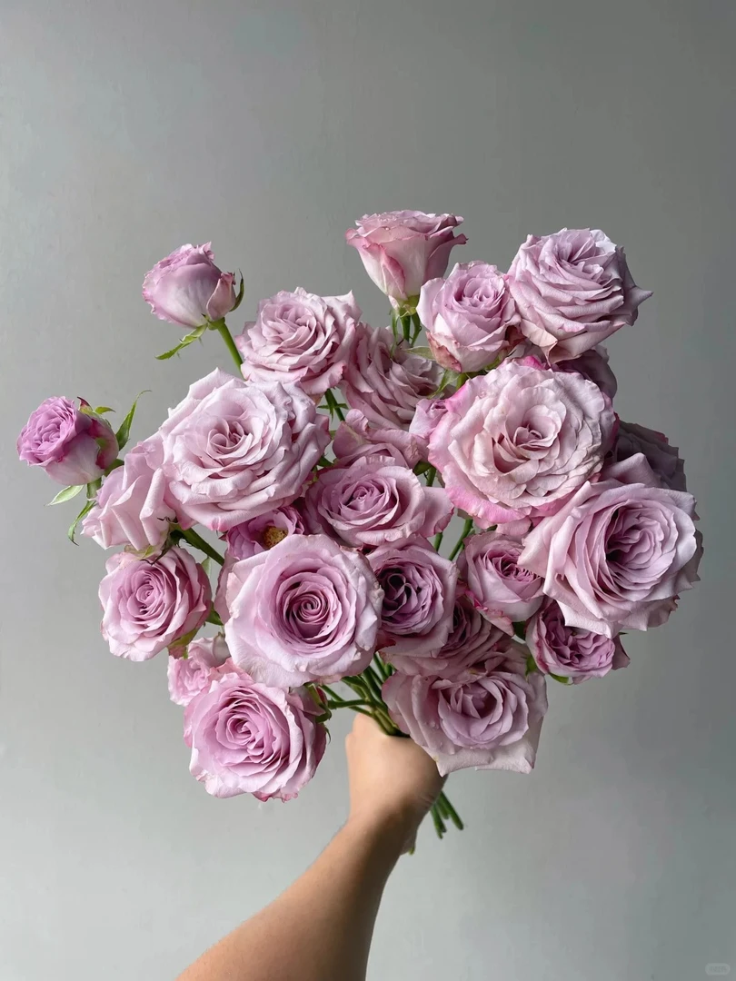 【10枝  气场玫瑰】任意拍两单升级顺丰/京东 云南鲜花基地直发