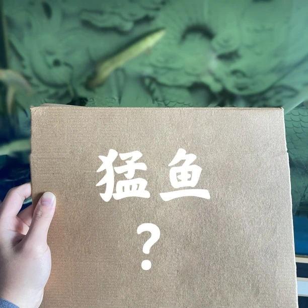 猛鱼惊喜箱热带淡水观赏鱼大型猛鱼