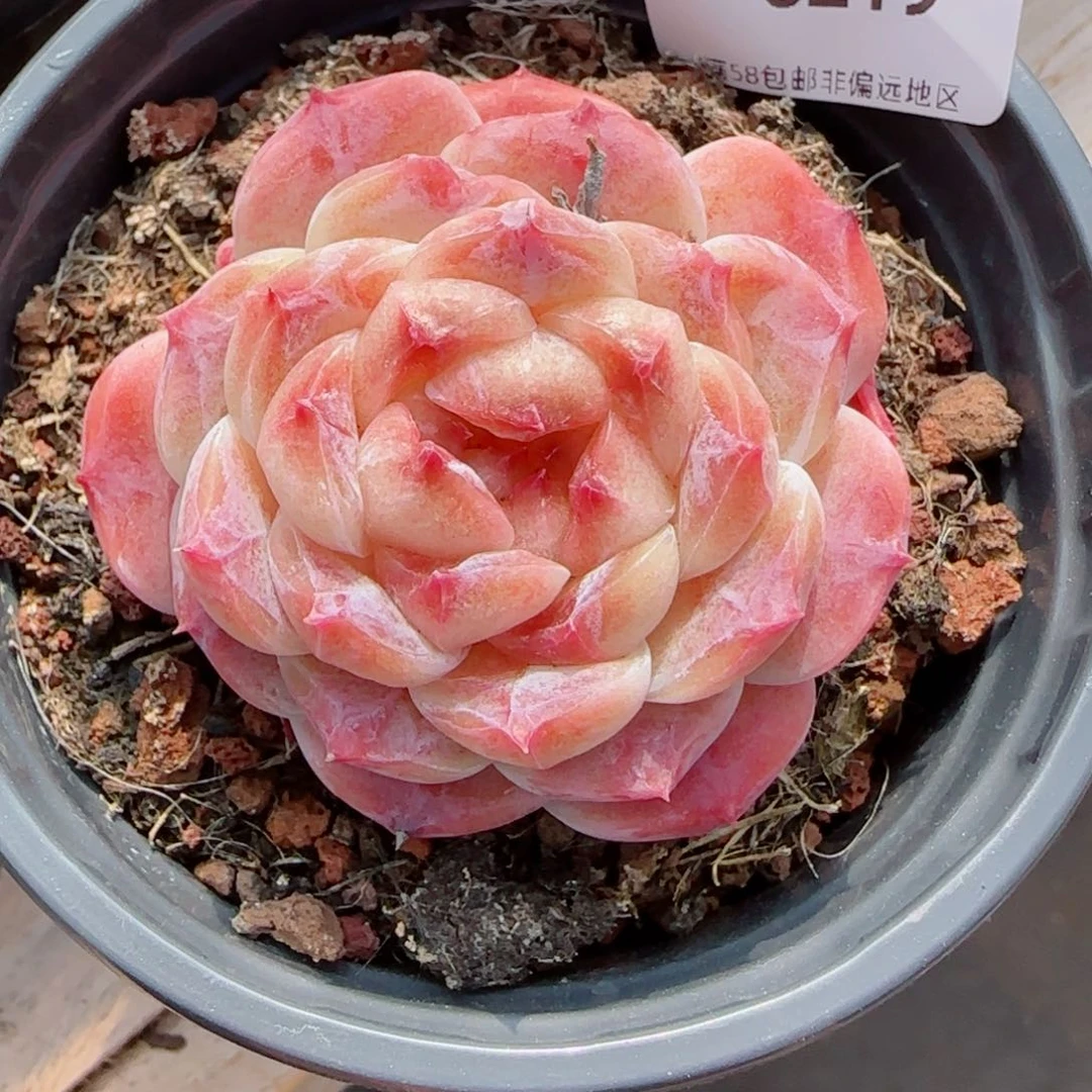 冰魄，6219多肉植物