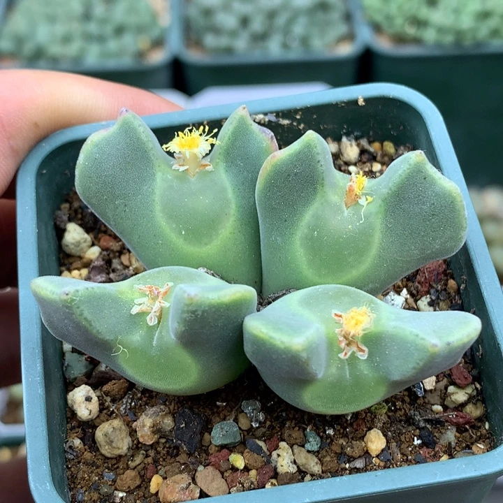 精品多肉植物精品多肉