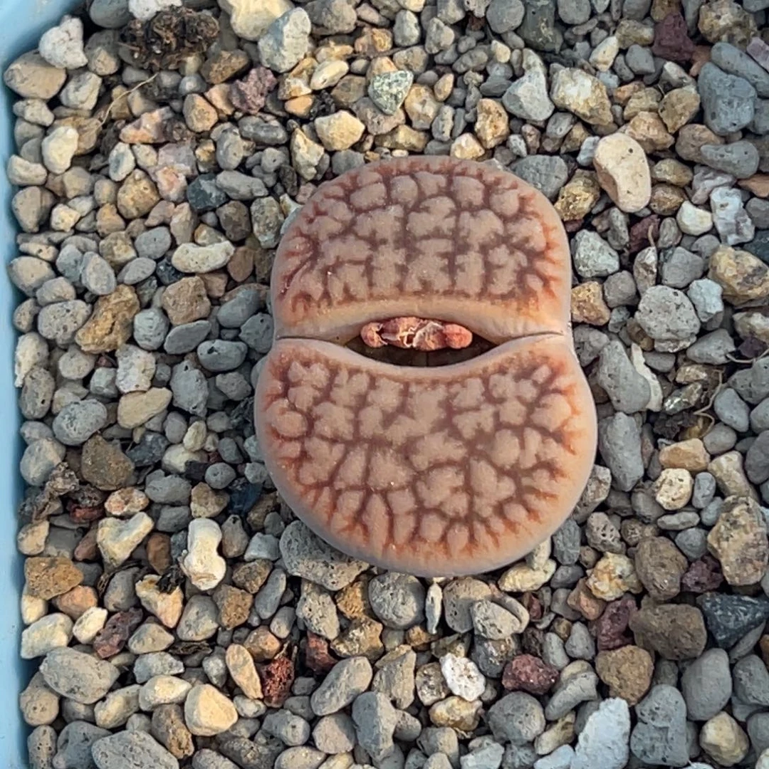 7310睫毛红曲一颗