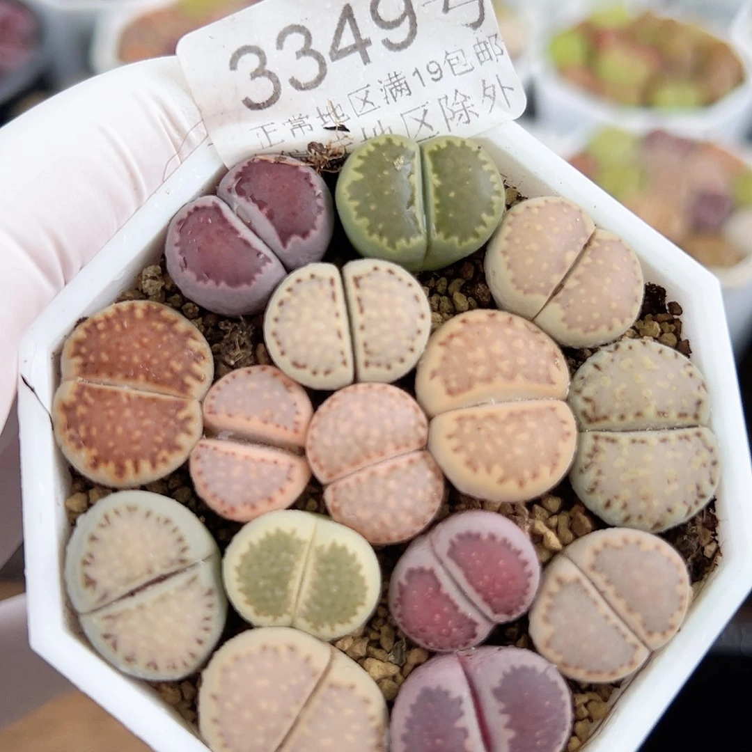 3349四年彩饼干15个1.5cm左右