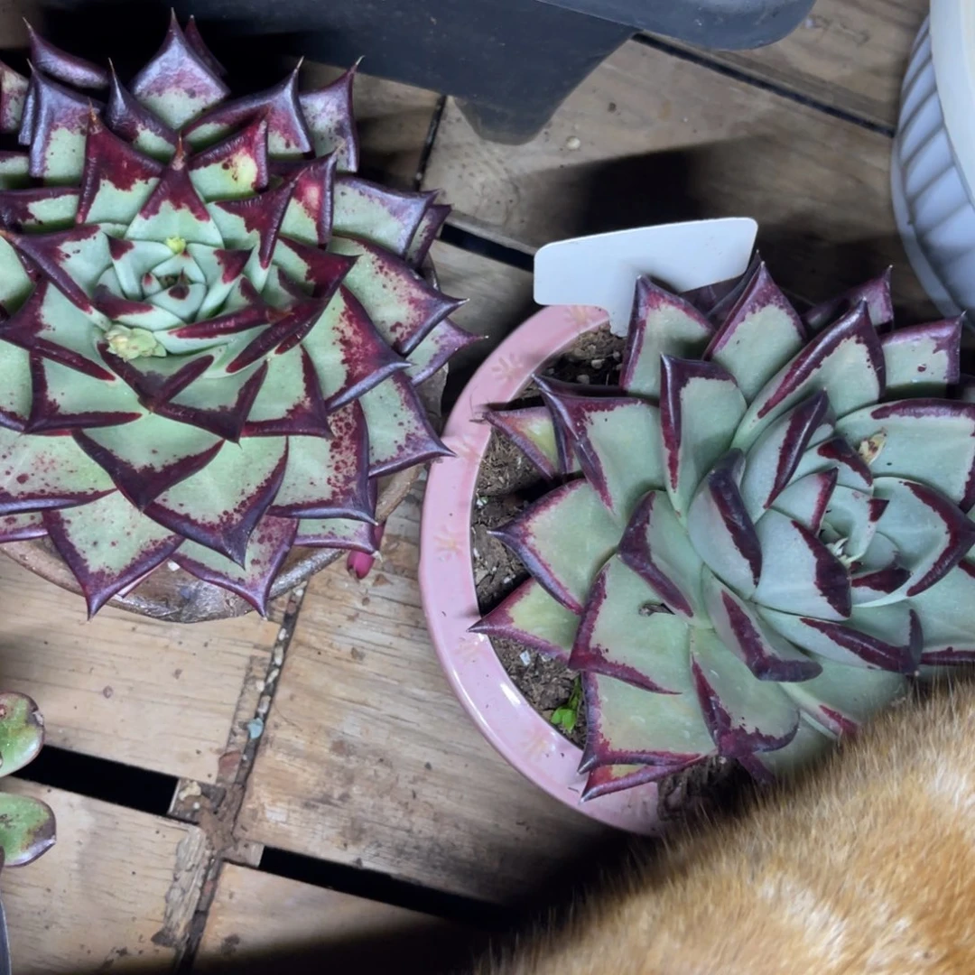 多肉植物福利乌木