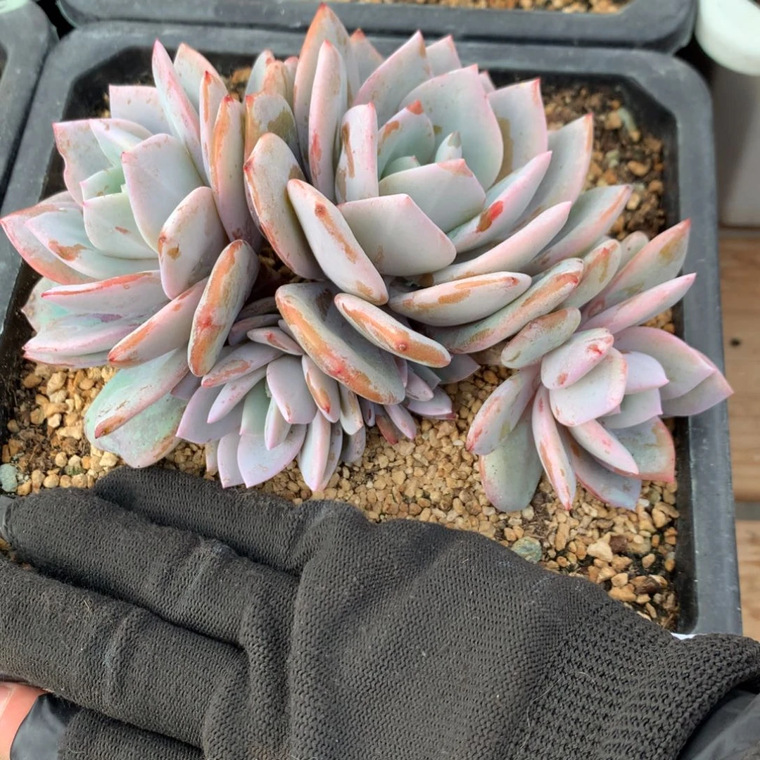 Y***aA767 售后范围：签收起7天内，录开箱视频