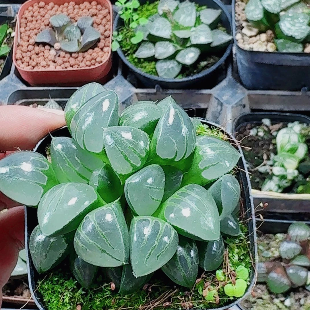 美***5无花朵十二卷 翠虎 福利