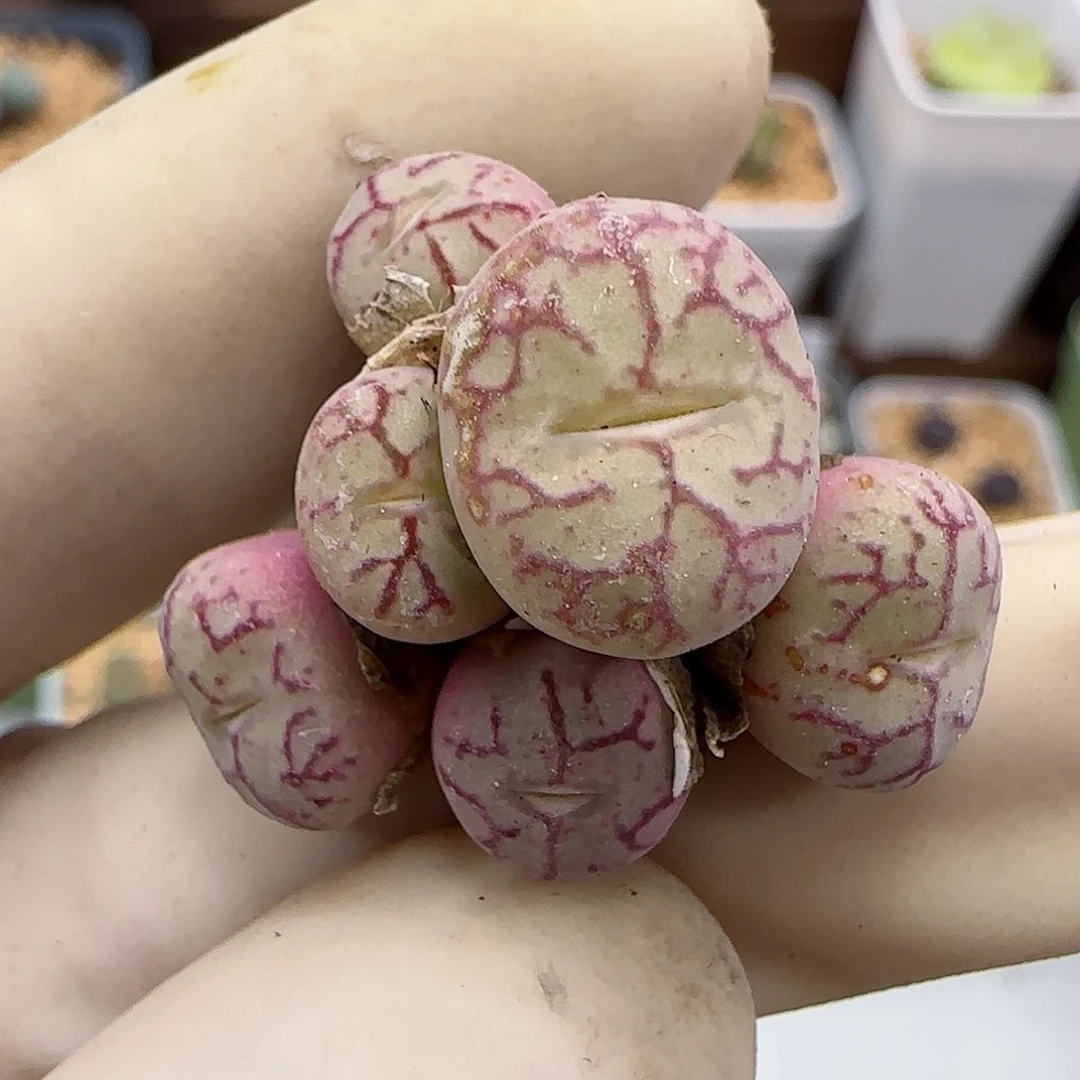 754优选猴脸清姬