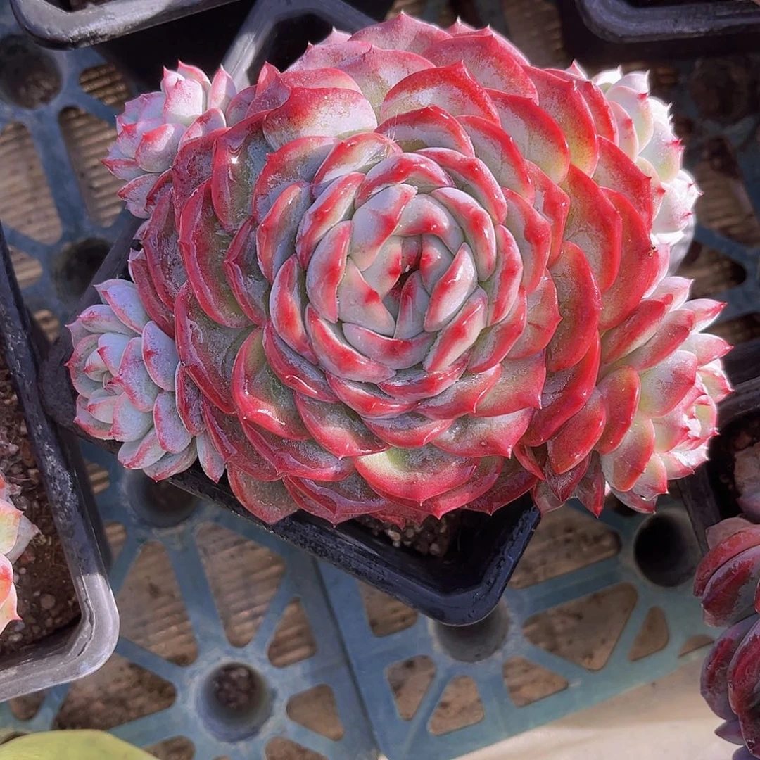 15公分香提卡999999999