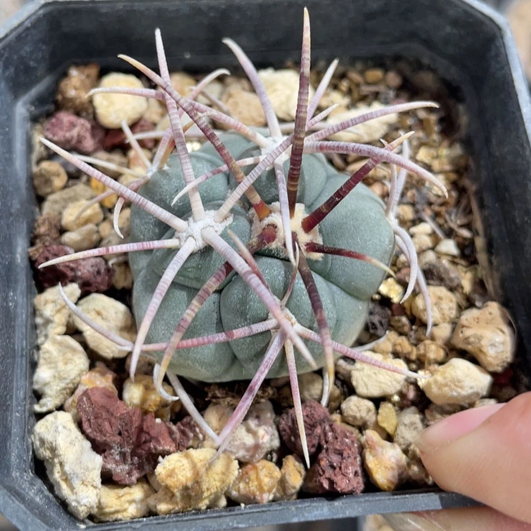 【闪购商品】高木菲冠龙实生6666