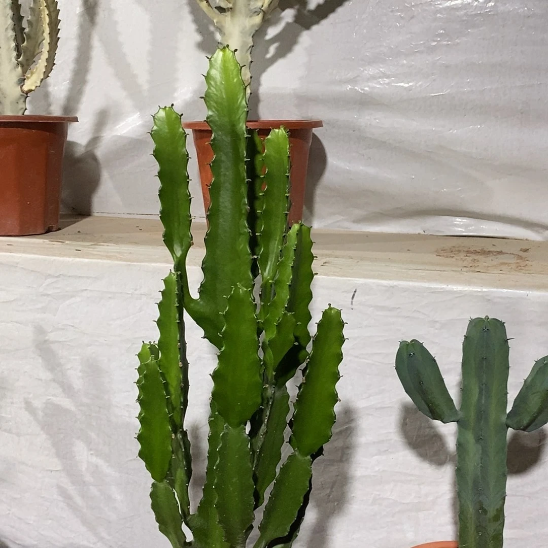 无花朵三角大戟一物一拍