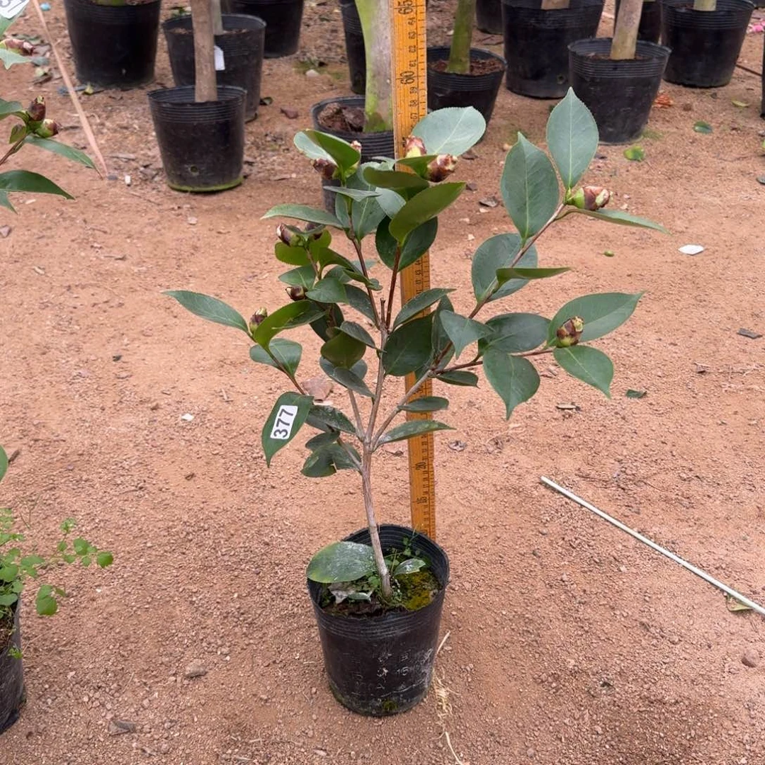 少量花朵（建议范围：2朵-5朵 或40%以下）377依莲