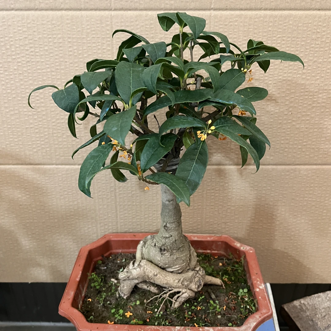 天香台阁桂花树苗小盆栽四季月月桂矮株嫁接室内外浓香型植物花卉