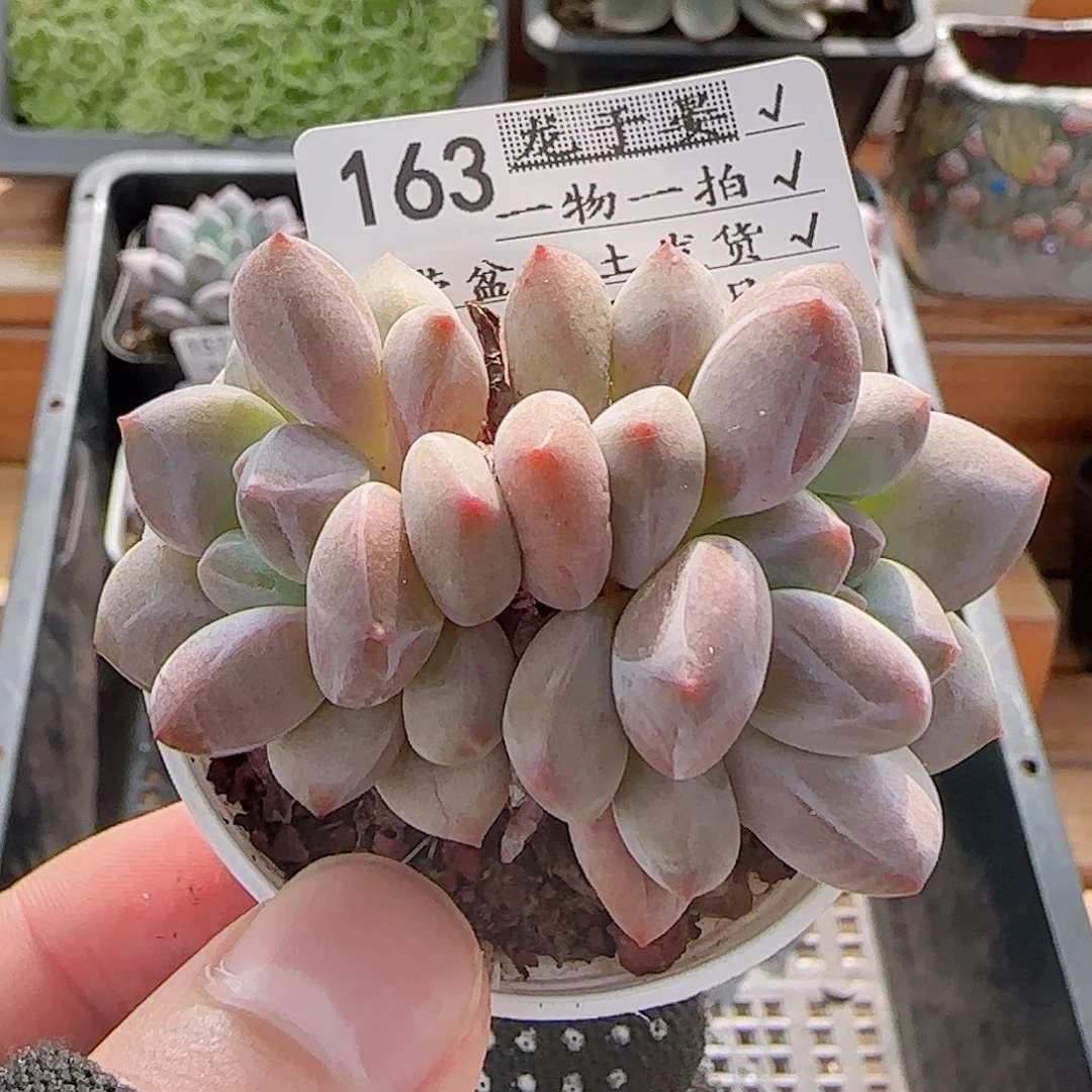 多肉0807-163龙纹麟