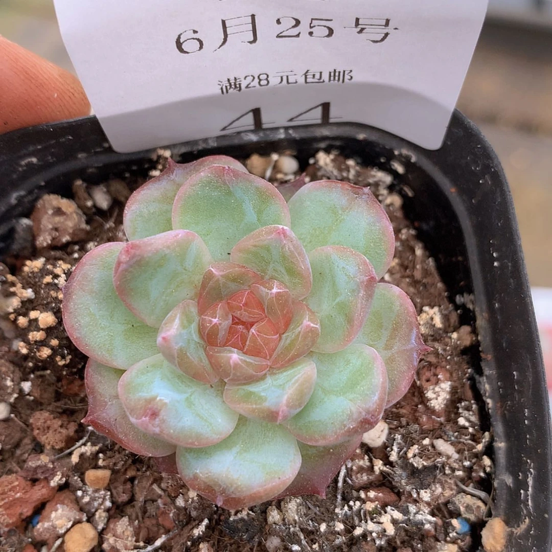 【闪购商品】云43号粉砖