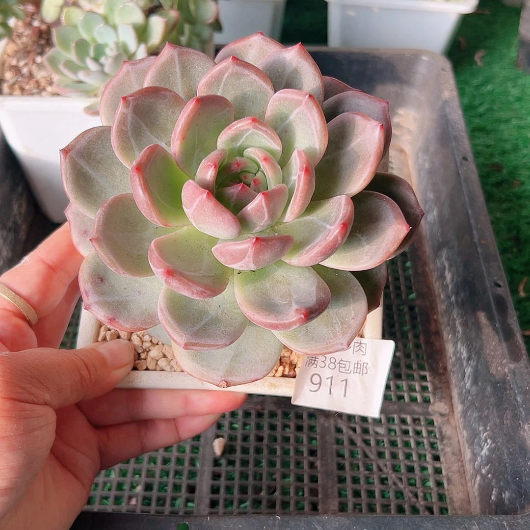 多肉一物一拍植物911