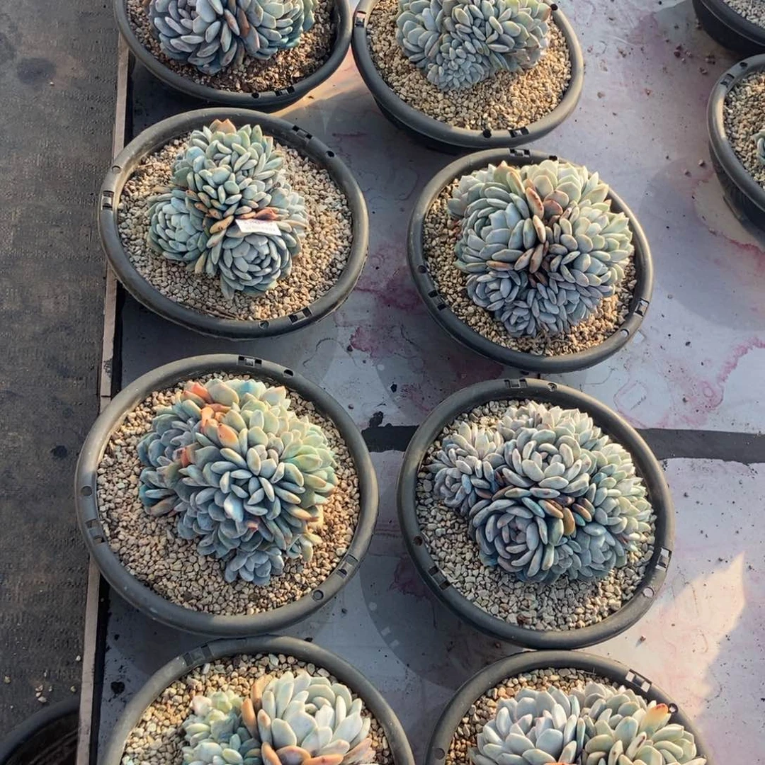 6.83星影280盆朵朵随机发货一颗