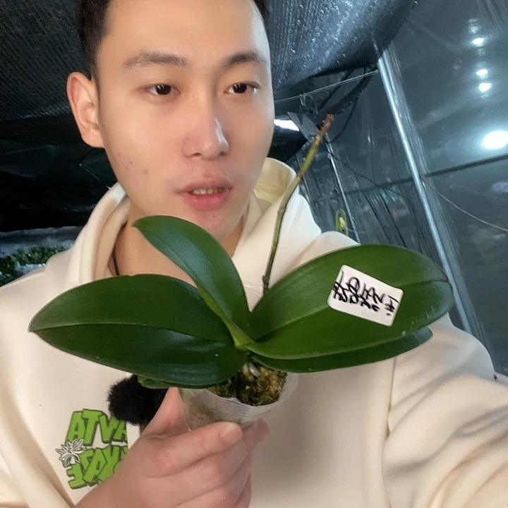 无花朵樱花公主福利