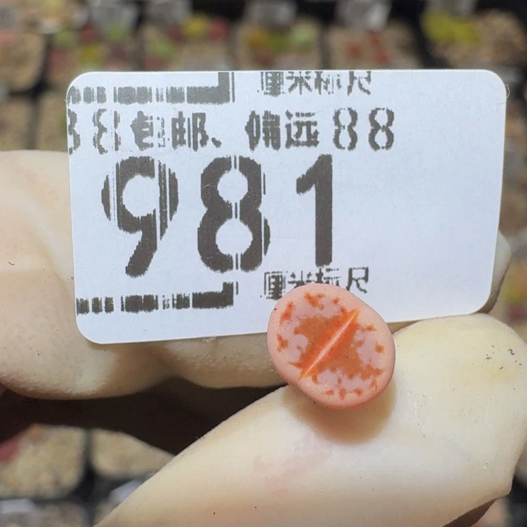 I***.Sssss精品生石花981