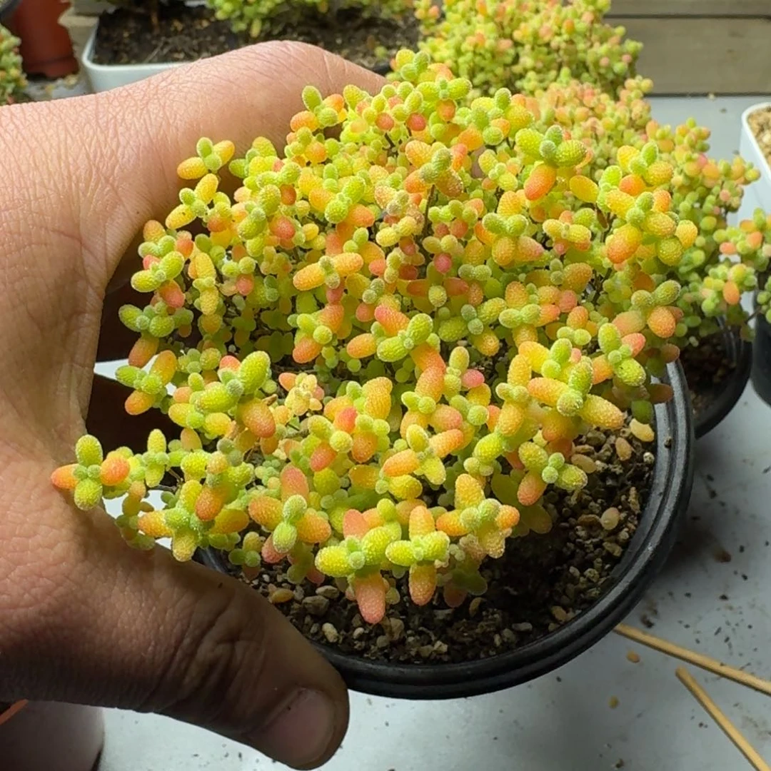 0****0蜜橘 多肉植物枝干番杏