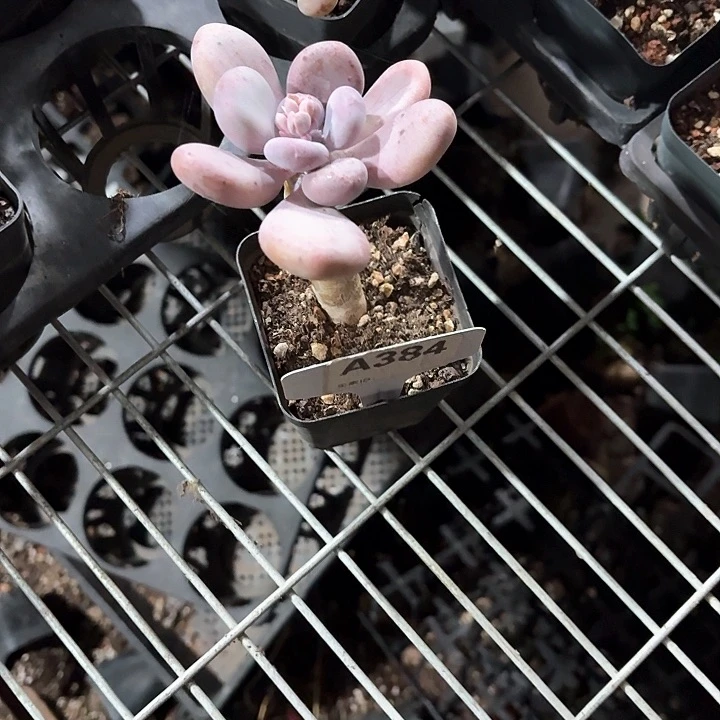 是**呀 nv x c vv b384