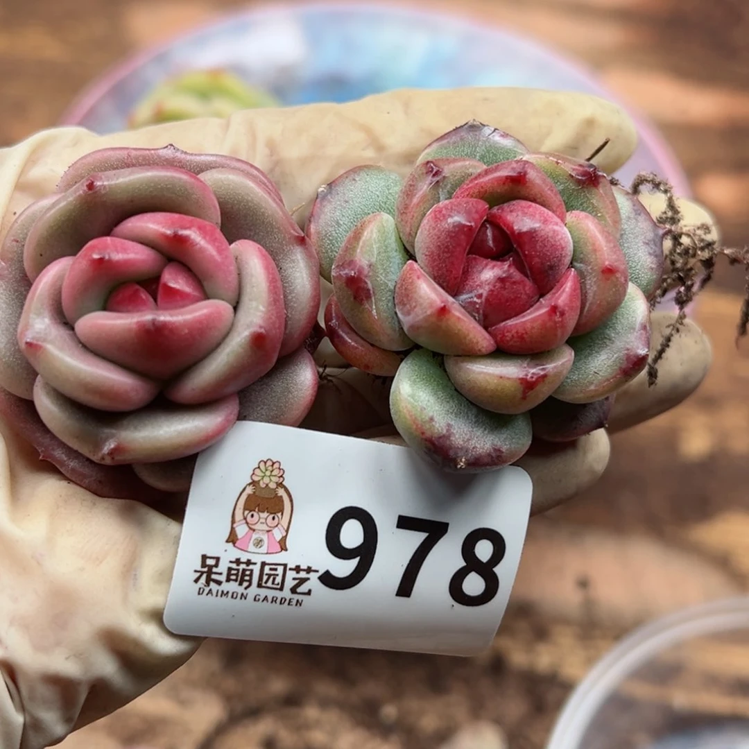 多肉植物多肉植物