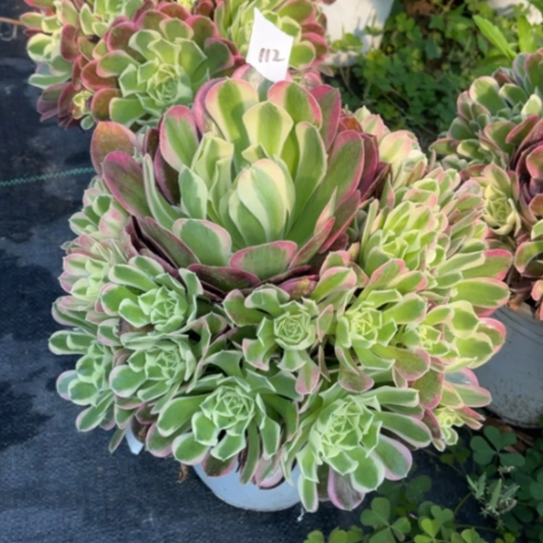 【闪购商品】112粉女绿体多肉法师